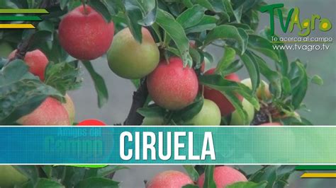 Importancia Y Beneficios Del Cultivo De Ciruela Tvagro Por Juan