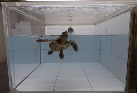 Ученые: черепахи едят пластик, потому что он пахнет едой — Нож