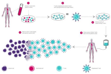 Crispr Clinical Trials A 2022 Update Innovative Genomics Institute Igi