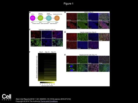 Modeling Dengue Virus-Hepatic Cell Interactions Using Human Pluripotent ...