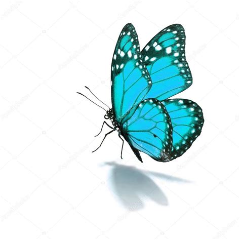 Blue Monarch Butterfly Stock Photo Thawats 85885680