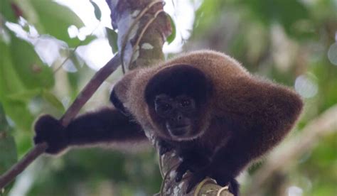 Tour a la Selva del Manu 4 Días 3 Noches Terra Quechua Peru