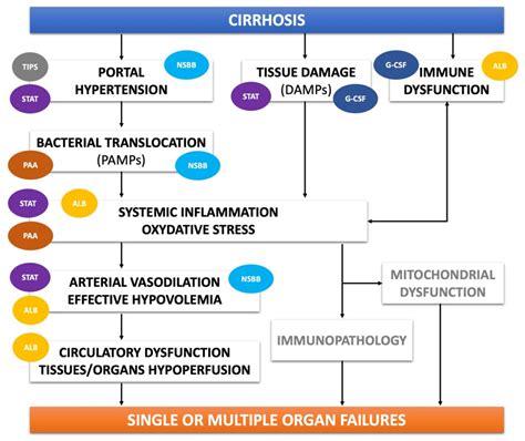 Alcoholic Liver Cirrhosis Treatment