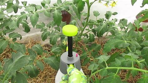 Помидоры Де-Барао. Фото и описание, сорта, характеристика, отзывы