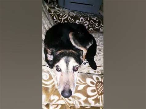 собака боится грозы - YouTube