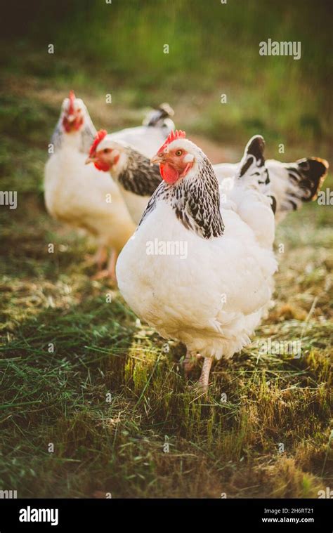 Light Sussex Chickens Hi Res Stock Photography And Images Alamy