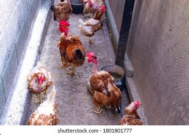 Unhealthy Naked Chicken Chicken Close Portrait Stock Photo