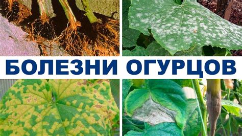 Болезни огурцов в теплице. Препараты для борьбы с болезнями на 2-й ...