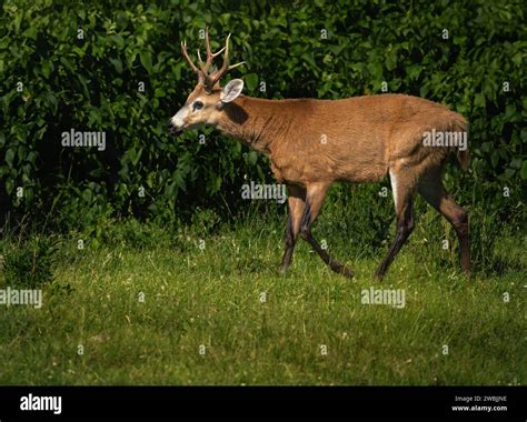 South American Marsh Hi Res Stock Photography And Images Alamy