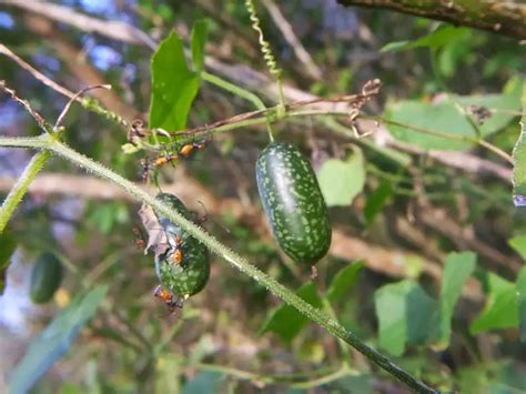 Um Dos Elementos Fundamentais Para As Plantas Produzirem Seu Alimento