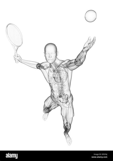 Tennis Player Anatomy Hi Res Stock Photography And Images Alamy