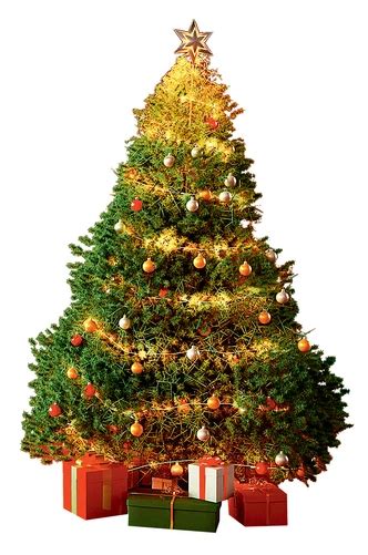 🎄Елки-палки: 15 удивительных фактов про ели, о которых вы не ...