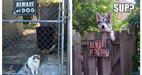 Funny Beware Of Dog Signs - Runt Of The Web