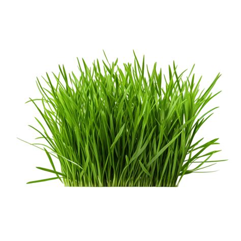 Ai Generated Wild Grass Land Outdoors 35497781 Png