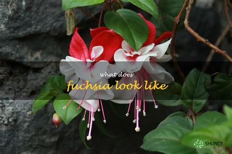 Exploring The Unique Beauty Of Fuchsia What Does It Look Like Shuncy