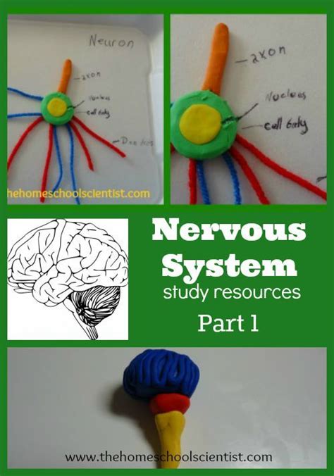 Science Saturday Nervous System Homeschool Biology Human Body