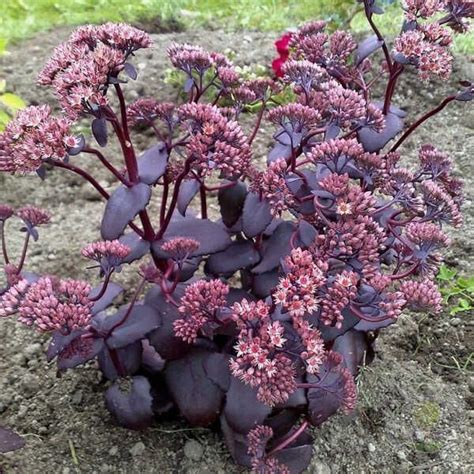 Купить саженцы седума из питомника "КСП" – доставка почтой, СДЭК