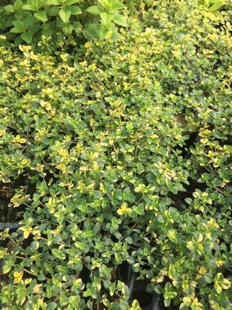 Купить Тимьян лимоннопахнущий Sambesi - Viola Kvity | Саженцы пряных ...