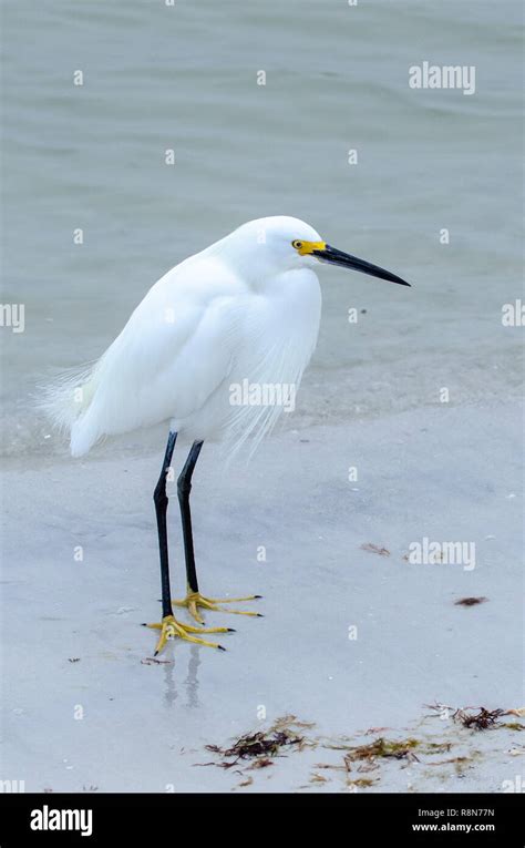 Snowy Egret Egretta Thula In Floridas Wetlands Stock Photo Alamy