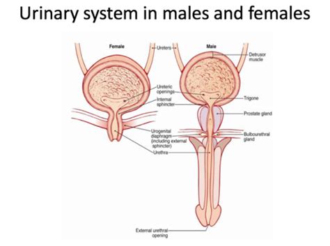 Micturition Flashcards Quizlet