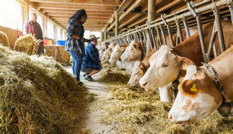 Boas Pr Ticas Nutricionais Para O Gado Leiteiro