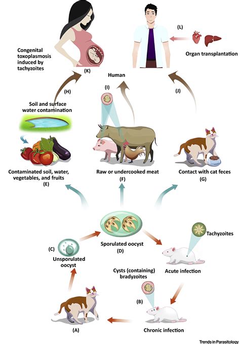 How Long Does It Take For Toxoplasmosis To Develop