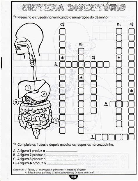 Atividades Sistema Digestorio 4 Ano