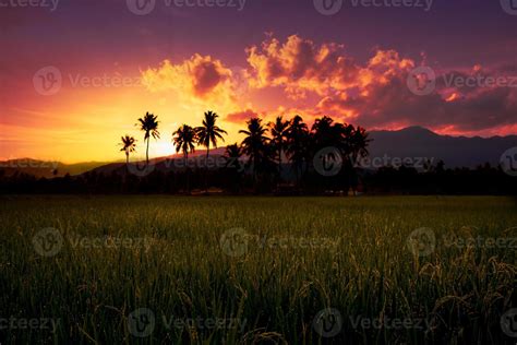 Paisagem Dourada Do Sol No Campo De Arroz 11869698 Foto De Stock No