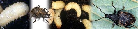 Vine Weevil Treatment And Control For Vine Weevil Larvae And Grubs Vine Weevil Killer