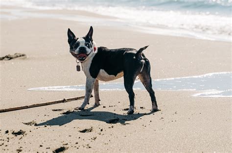Can French Bulldogs Learn To Swim