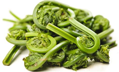 Fiddlehead Ferns Season & Facts | D'Artagnan