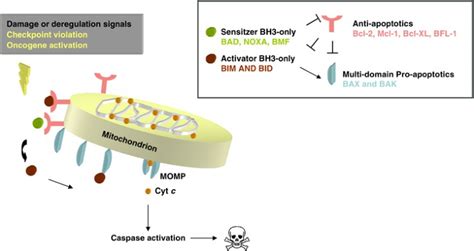 Mimicking the BH3 domain to kill cancer cells | Oncogene