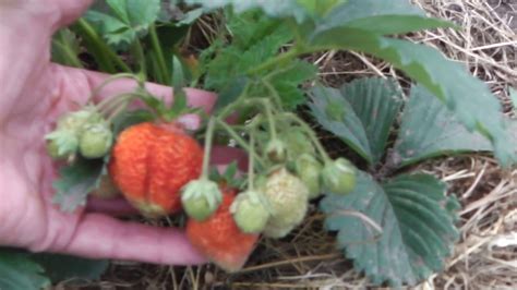 КЛУБНИКА (ЗЕМЛЯНИКА) ДИВНАЯ, ОПИСАНИЕ СОРТА КЛУБНИКИ ДИВНАЯ - YouTube