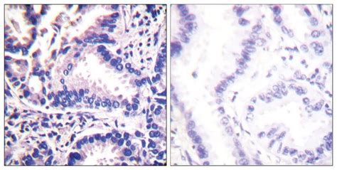 synuclein  control peptide  abp sigma aldrich