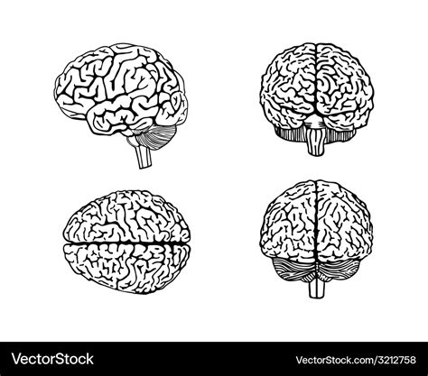 Human Brain Royalty Free Vector Image Vectorstock