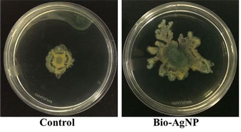 Subinhibitory Concentrations Of Biogenic Silver Nanoparticles Affect