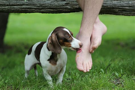 Dog Kicking Feet at Lois Horning blog