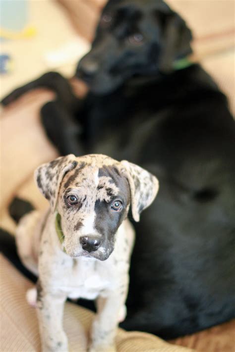 Great Dane Boxer Mix Puppy All Mixed Up Mixed Breed 42 best images