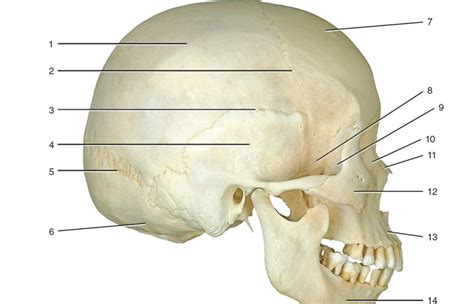 Skull side view Diagram | Quizlet