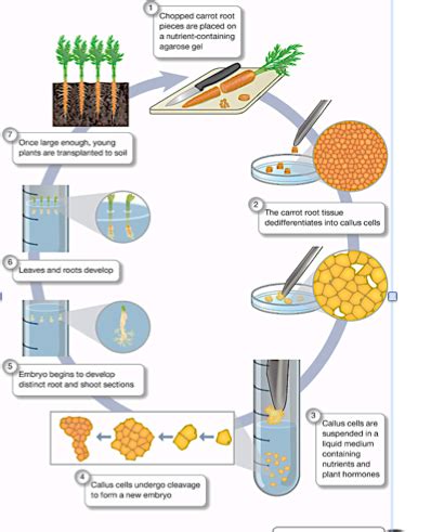 PLANT GENES AND GENE EXPRESSION Flashcards | Quizlet