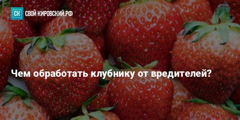 Чем обработать клубнику от вредителей?