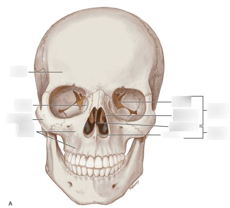 Head And Neck Anatomy Bones Quiz Diagram Quizlet