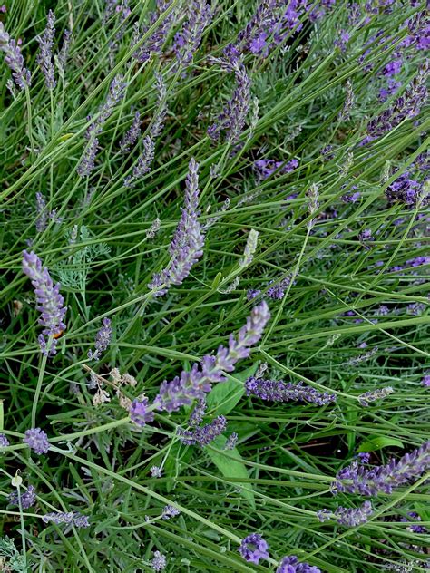 Lavandula x intermedia ‘Provence’ - lavandin | Fort Tryon Park Trust