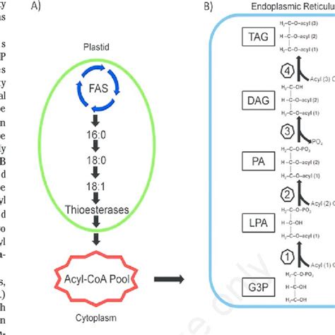 Very Long Chain Polyunsaturated Fatty Acid Vlc Pufa Biosynthesis In