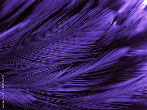 Beautiful Abstract Purple Feathers On Dark Background Blue Feather