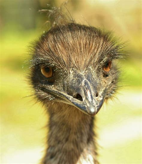 Emu Endemic Bird of Australia 24739213 Stock Photo at Vecteezy