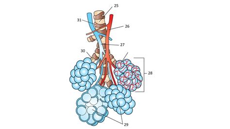 Alveoli Diagram Quizlet