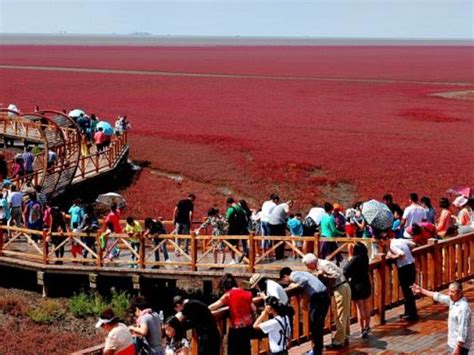 Red Beach Panjin Rekreasi Pantai Paling Romantis Di Cina Tagar