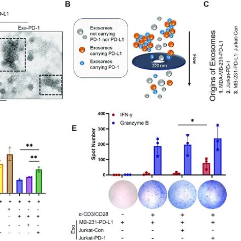 Exo Pd Neutralizes Exo Pd L Induced T Cell Dysfunction By Forming