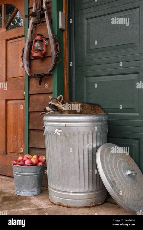 Raccoon (Procyon lotor) Sits Across Top of Trash Can in Front of Home ...